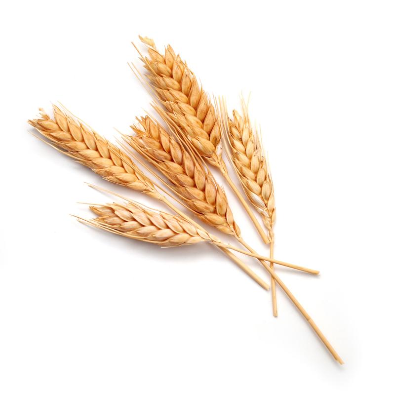 Wheat grain (organic)