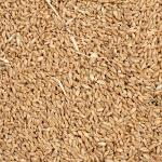 Wheat Grains in Bulk