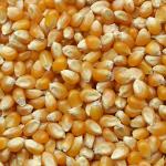 Corn Kernel in Bulk