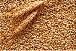 Кормовая пшеница 6000 тонн.