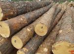 Soft/Hardwood Round Logs