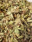 Листья цветки боярышника, Crataegus, Hawthorn leaf, flower