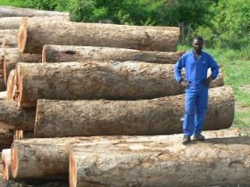Forest Company for sale in Mozambique