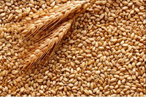 Кормовая пшеница 6000 тонн.